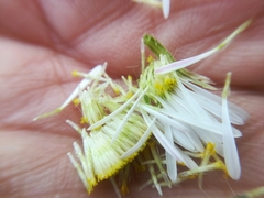 Erigeron dryophyllus