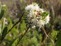 Agathosma gonaquensis