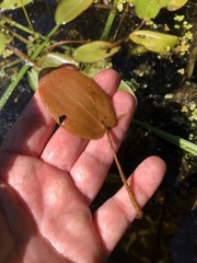 Potamogeton pulcher