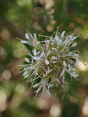 Agathosma gonaquensis