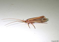 Limnephilus ornatus