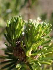 Agathosma gonaquensis