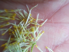 Erigeron dryophyllus