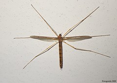 Tricyphona