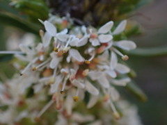 Agathosma gonaquensis