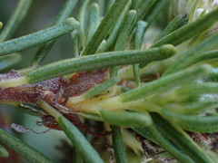 Agathosma gonaquensis