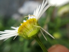 Erigeron dryophyllus
