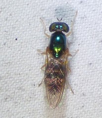 Cephalochrysa canadensis