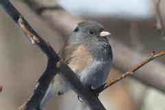 Junco hyemalis mearnsi