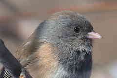Junco hyemalis mearnsi