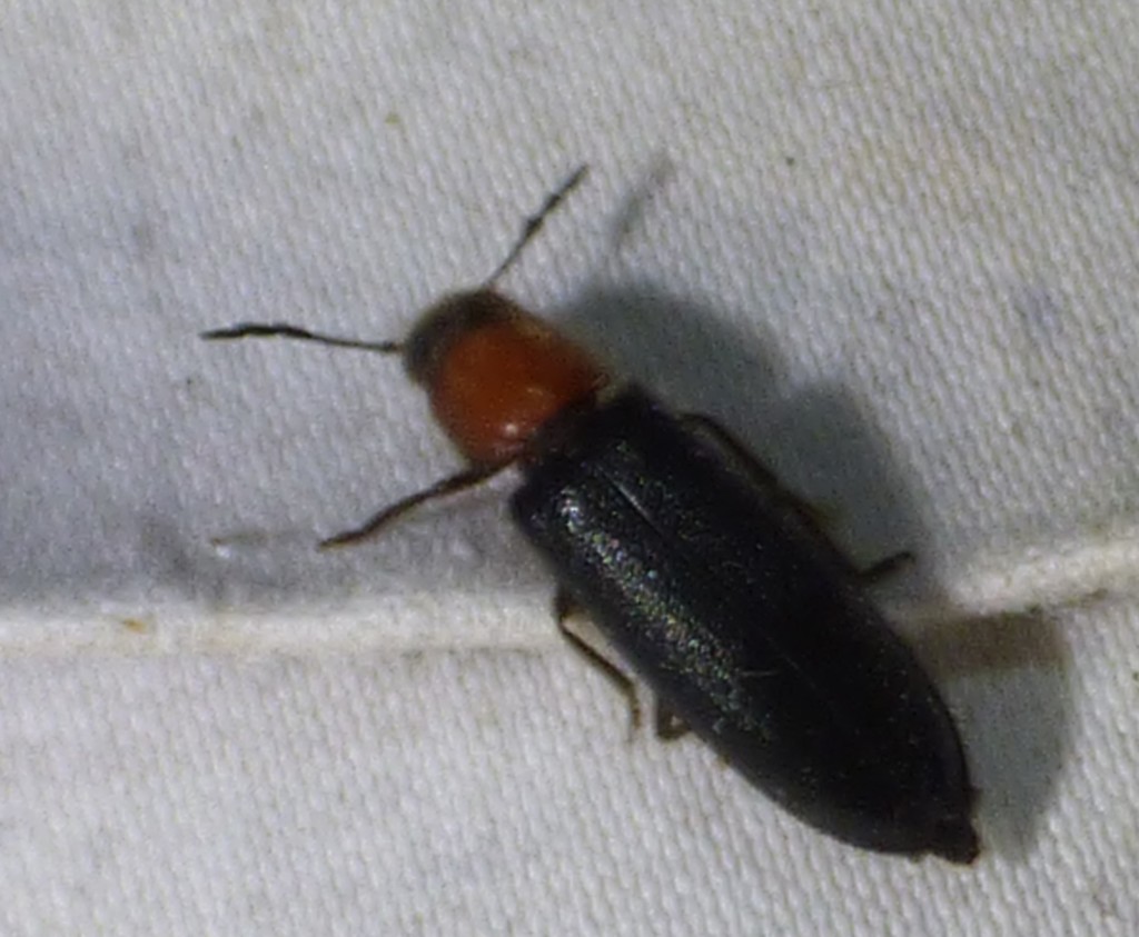Thoracic Checkered Beetle