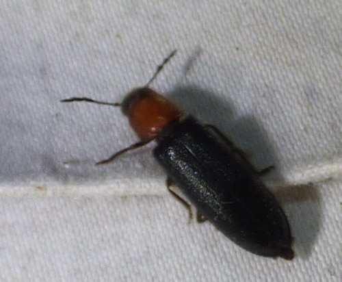 Thoracic Checkered Beetle
