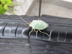 Chlorocoris rufopictus