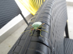 Chlorocoris rufopictus