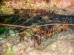 Sagmariasus verreauxi
