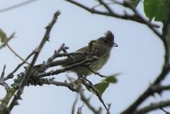 Elaenia flavogaster