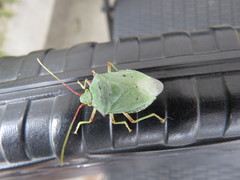 Chlorocoris rufopictus