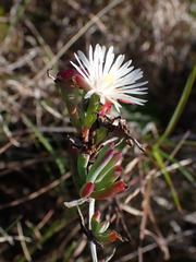 Lampranthus productus