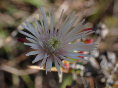 Lampranthus productus