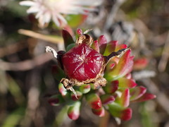 Lampranthus productus