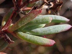 Lampranthus productus