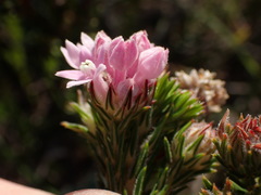 Phylica gnidioides