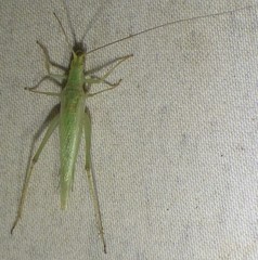 Oecanthus celerinictus