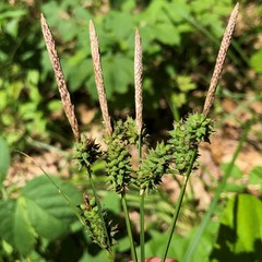 Carex vestita