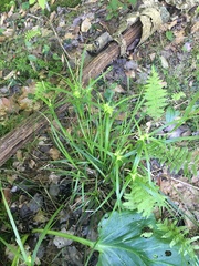 Carex intumescens