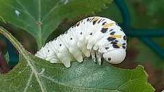 Cimbex quadrimaculatus