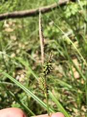 Carex vestita
