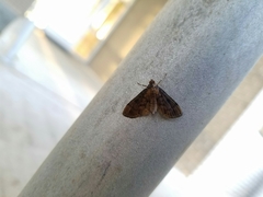 Nacoleia charesalis