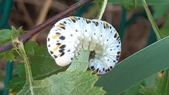 Cimbex quadrimaculatus