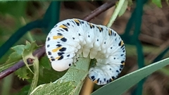 Cimbex quadrimaculatus