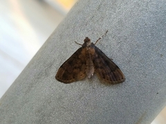 Nacoleia charesalis