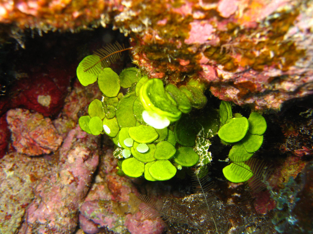 Halimeda discoidea