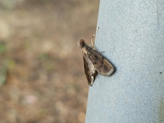 Nacoleia charesalis