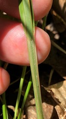 Carex vestita