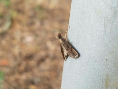 Nacoleia charesalis
