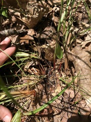 Carex vestita