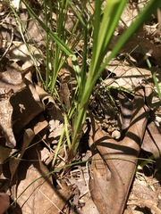 Carex vestita