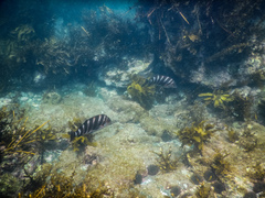 Chirodactylus spectabilis