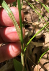 Carex vestita