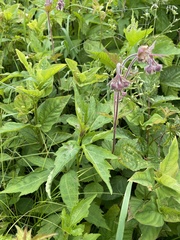 Geum geniculatum