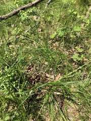 Carex vestita