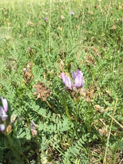 Astragalus agrestis