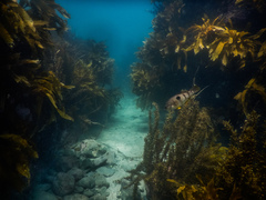 Notolabrus celidotus