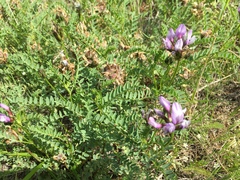 Astragalus agrestis