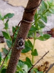 Phidippus californicus