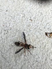 Physocephala marginata